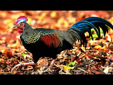 Video: Spesies Liar Spesies Genom Ayam Domestik