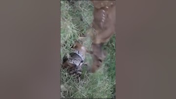 Newborn Fawn Attacked by Python and Hyena – Shocking Wildlife Moment!