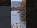 #nature #river #bear