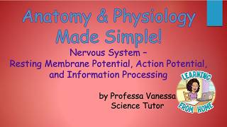 Nervous System – Resting Membrane Potential, Action Potential, & Information Processing