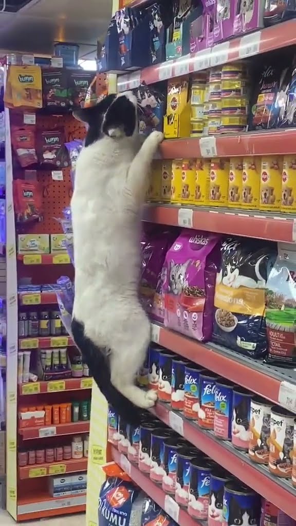 Funny  cat ?????????????????