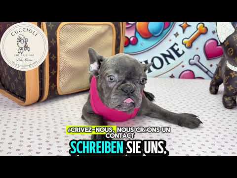 ALEXIA — FENOTIPO BULLDOG FRANCESE