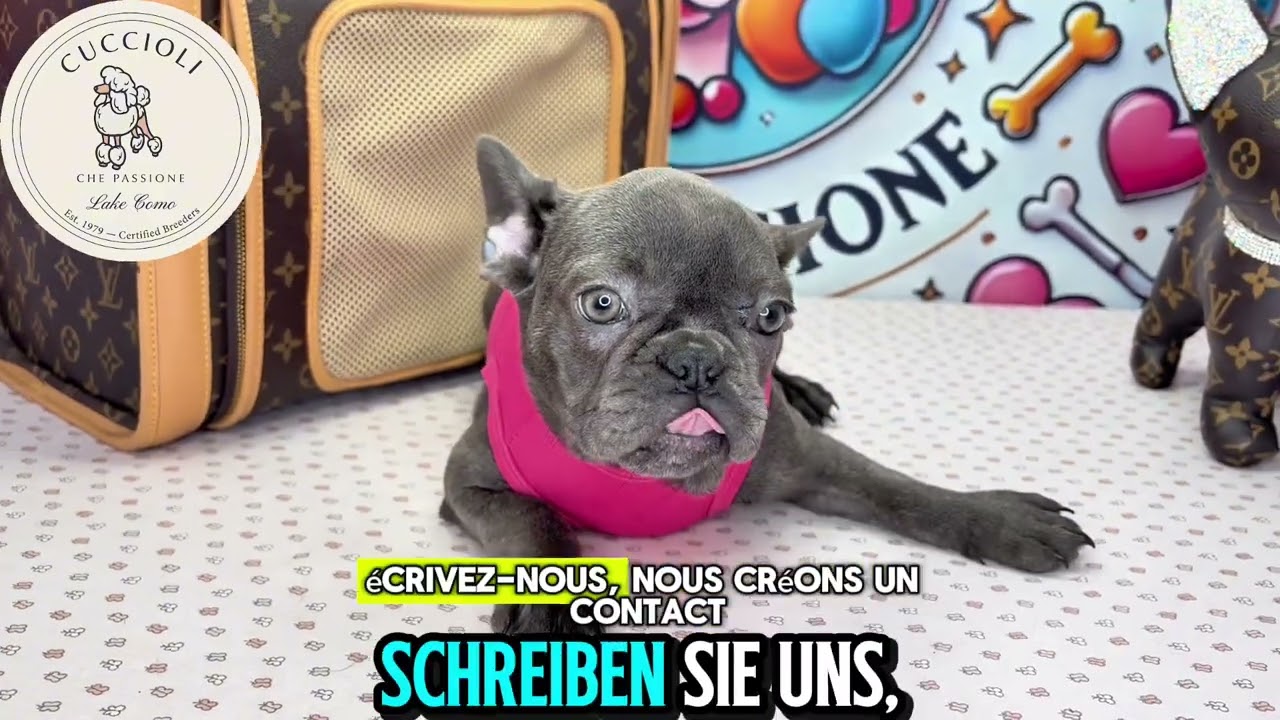 ALEXIA — FENOTIPO BULLDOG FRANCESE