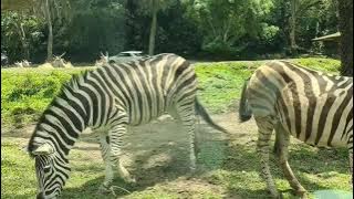 Self Healing Music - 📍Taman Safari Jakarta, Indonesia