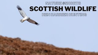 Hen Harrier Clip | Wildlife & Nature Photography in Scotland Taster | #shorts