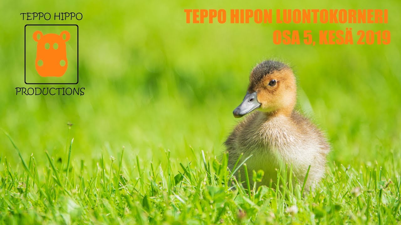 Teppo Hipon Luontokorneri, osa 5, Kesä 2019