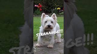 Straaange!!!!❤ #westie #dog #westhighlandwhiteterrier