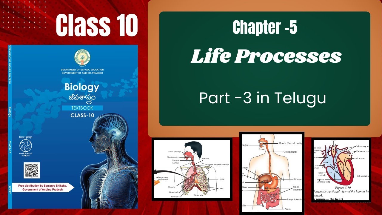 Class 10 Science ( Biology ) chapter -5 Life Processes Part -3 in ...