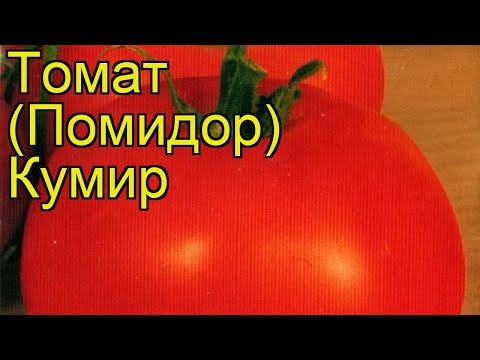 Томат Кумир Фото