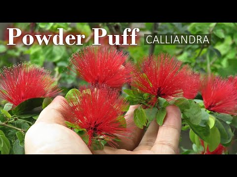 Video: Fairy Duster Plant: cómo cultivar un arbusto Calliandra Fairy Duster
