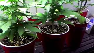 Veg update