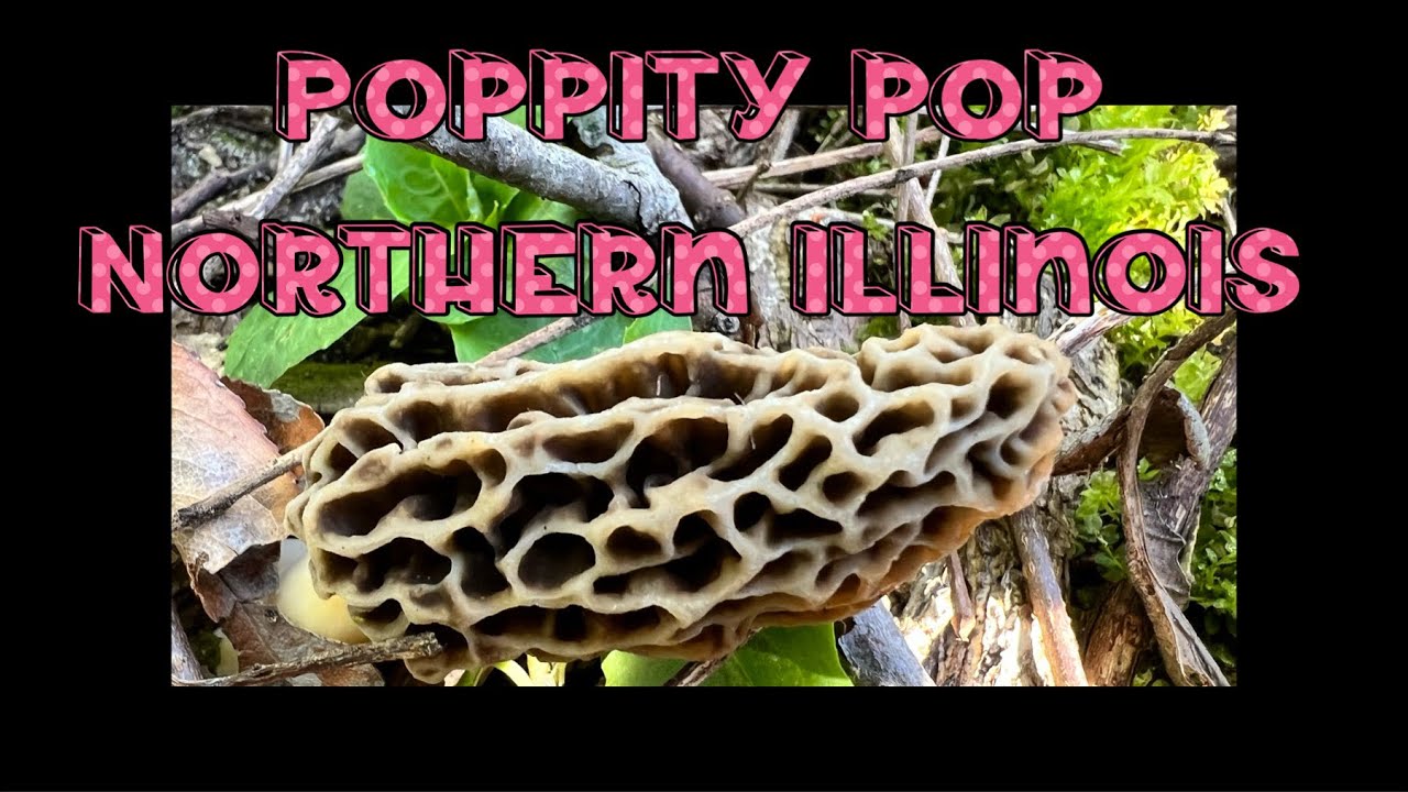 Poppity Pop Northern Illinois 2023 Morel Mushrooms 