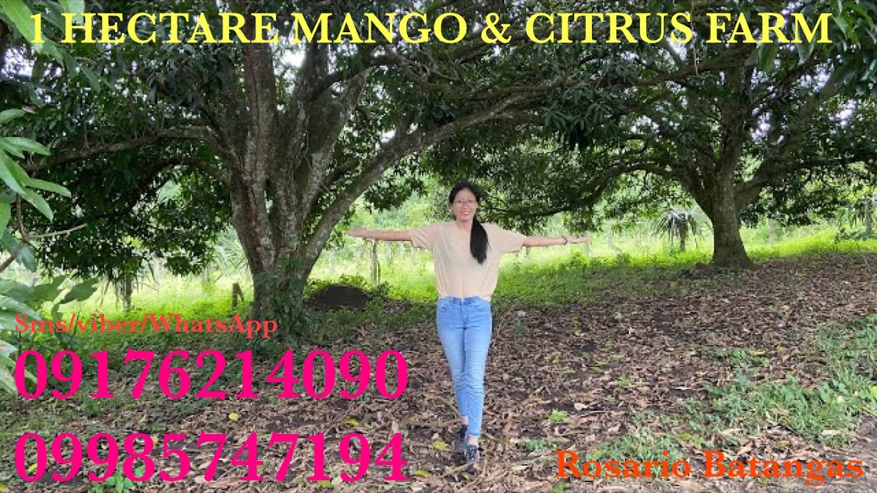 Vlog498 1 HECTARE TITLED MANGO & CITRUS FARM FOR SALE IN ROSARIO BATANGAS PHILIPPINES YouTube