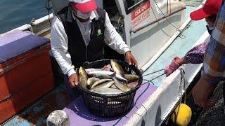 Live fish caught on the shore at Taiwan fish market