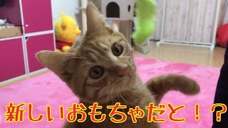 猫のオモチャカシャカシャびょんびょん買ってみたら凄かった！