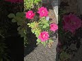POV: Your plants start thriving and suddenly you become a full-time #RoseGarden #PlantMom #GardenLif