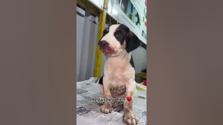 We’ve Grown. We’ve Rescued More. Because of You. 🙏 🐾❤️   #dog #viral #short