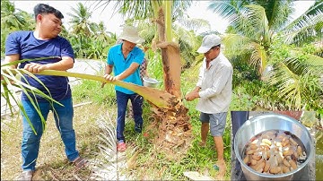 CHẶT 2 CÂY DỪA BẮT ĐƯỢC 1 THAO ĐUÔNG DỪA - CHÒI LÁ QUÊ # T 59