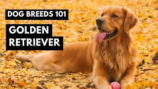 Golden Retriever 101: What You NEED to Know Before Getting One!