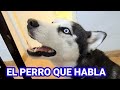 EL PERRO QUE HABLA || MAX THE HUSKY