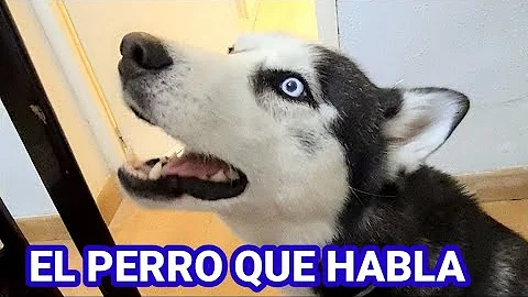 ¿Cómo hablan los perros?