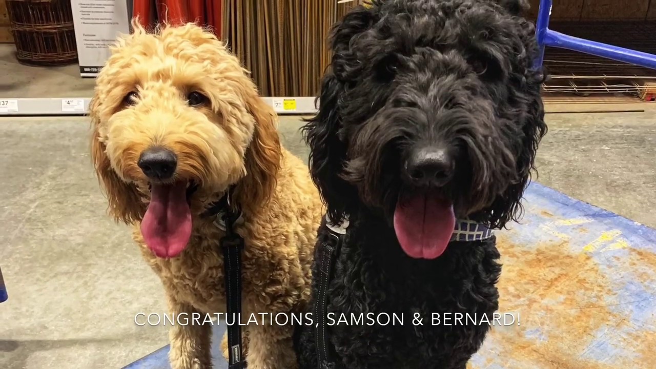2 Year Old Goldendoodle & Labradoodle Best Doodle Training Off