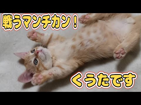 【癒し】戦うマンチカンくうた(*'ω'*)【マンチカン】＃5