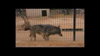 entre lobos,tigres y otros animales.../ wolves, tigers and other animals...