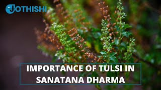 Why Tulsi Plant is Important in Sanatana Dharma? @Jothishi