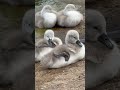 "Mute swan cygnets rest and preen by their mum’s feet at the Serpentine in the afternoon 🦢 🐥🐥🐥🐥🐥🌊"
