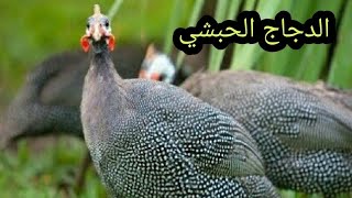 أساسيات تربية الدجاج الحبشي