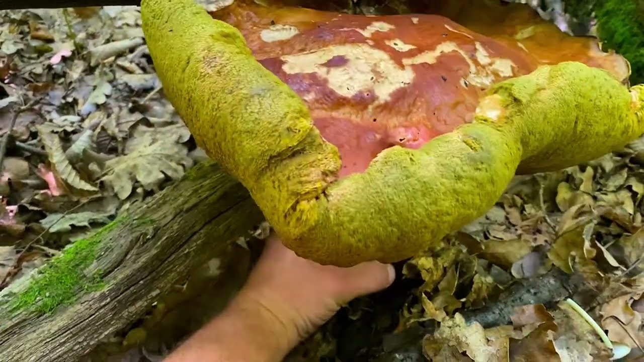 Гигантские белые грибы продолжают расти. Крутые грибы 2025 года