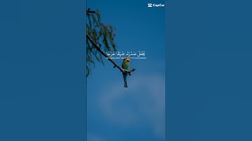 💚سورة الأنعام الاية 125 💚بصوت جميل جدا ❤️