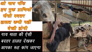 ओ माय गॉड मूक प्राणियों की ऐसी हालत देखकर आपका रूह कांप जाएगा || worst condition of silent beings