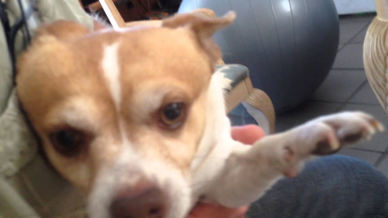 Little Rat Terrier Having a seizure. YouTube