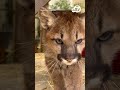 Rescued Mountain Lion Cub moves from Oakland Zoo To Alabama