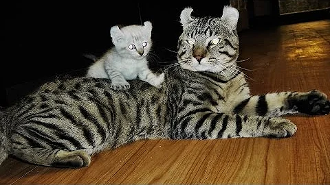 Video 6907831: lynx cat breed, domestic cat breed, feral cat, exotic kitten, rare exotic, white exotic, cat cross