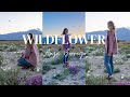 California superbloom 2024 wildflowers  campout in the anza borrego desert