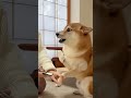 The Shiba’s Nail Clipping Disaster 😂🐾 #shorts #shibainu #funnydog