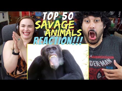 Video: Top 50-reaktion: Zoo Keeper