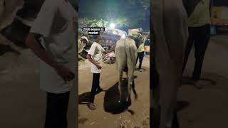 bull market season started bakrid