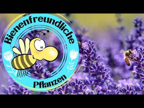 bienenfreundliche-pflanzen-|-stauden-für-bienen-🐝-|in-den-garten-locken-|-honigbiene-|-im-garten