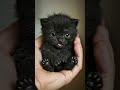 I’m just a baby #cat #viralvideo
