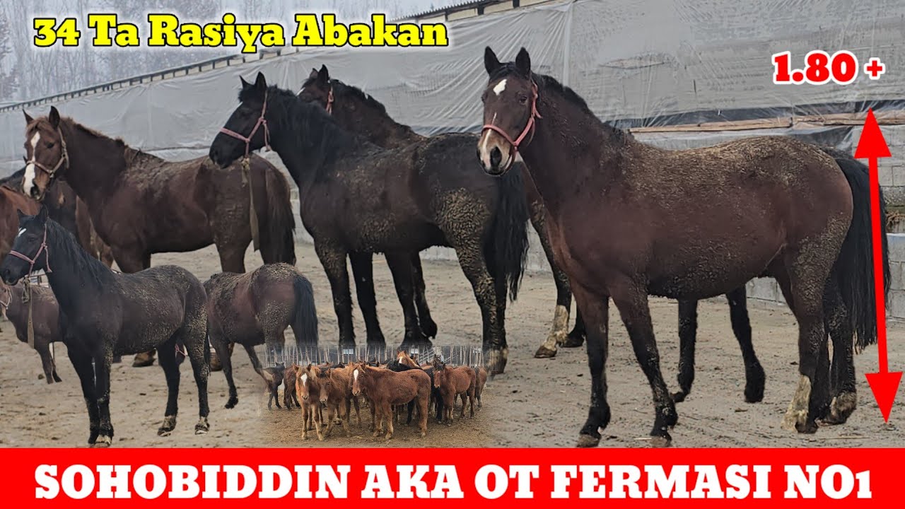 SOHOBIDDIN AKA OT FERMASI 34 BOSH RASISYKI ABAKAN QULUN TOYLAR va 1.80 Li Bo'go'z BIYALAR KELDI 
