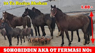 SOHOBIDDIN AKA OT FERMASI 34 BOSH RASISYKI ABAKAN QULUN TOYLAR va 1.80 Li Bo'go'z BIYALAR KELDI 