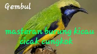 Download Mp3 masteran burung kicau cicak cungkok Gudang lagu Download Mp3 masteran burung kicau cicak cungkok