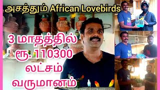 50 Pair African Lovebirds - Expense and  Sales explained ( July - September )