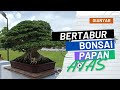 Bonsai-bonsai Kelas Atas di Pamnas Bonsai Gianyar Bali 2023