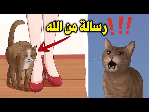 احذر إذا اقتربت منك هذه القطة فأعلم أنها تحمل لك ثلاثة رسائل من الله عزوجل سبحان الله