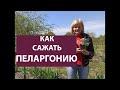 ПЕЛАРГОНИЯ. Как правильно высаживать пеларгонию (герань) в открытый грунт. ДАЧА